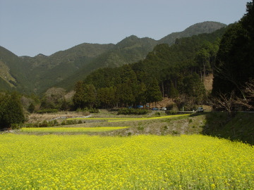 In spring - rape blossoms