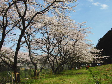 Cherry Blossoms