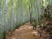 bamboo forest