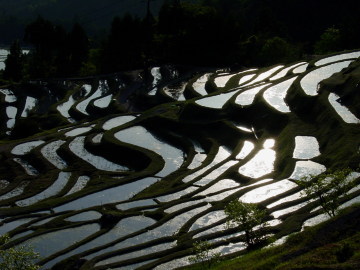 Maruyama Senmaida rice field